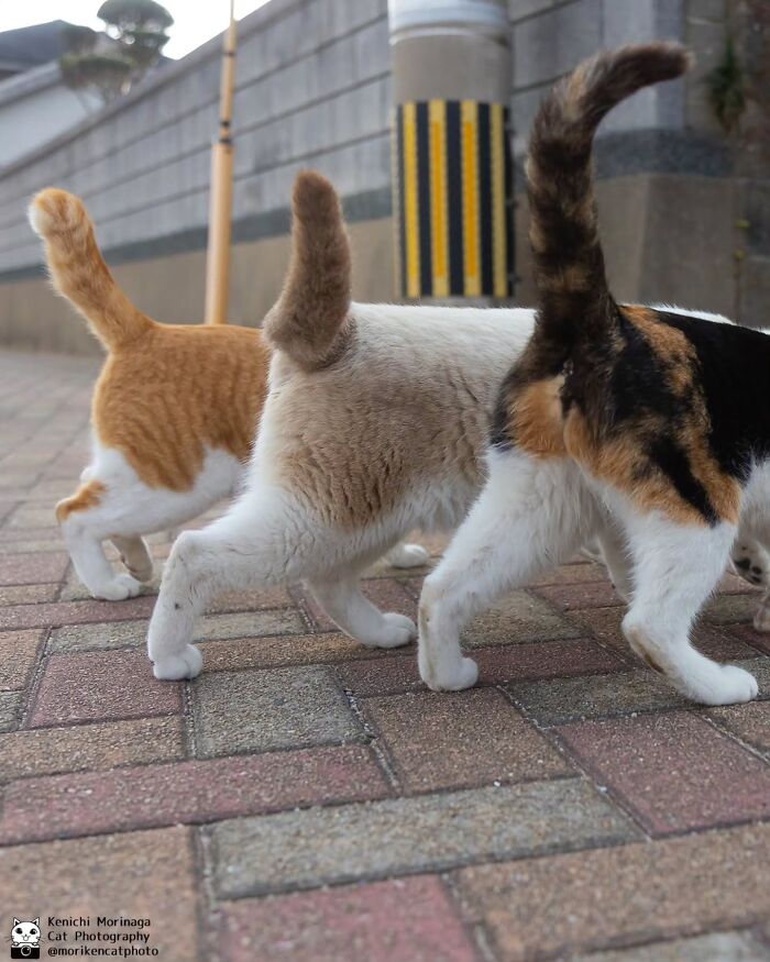 This Photographer Captured Exactly Why Cats Are So Endlessly Entertaining (49 New Pics)
