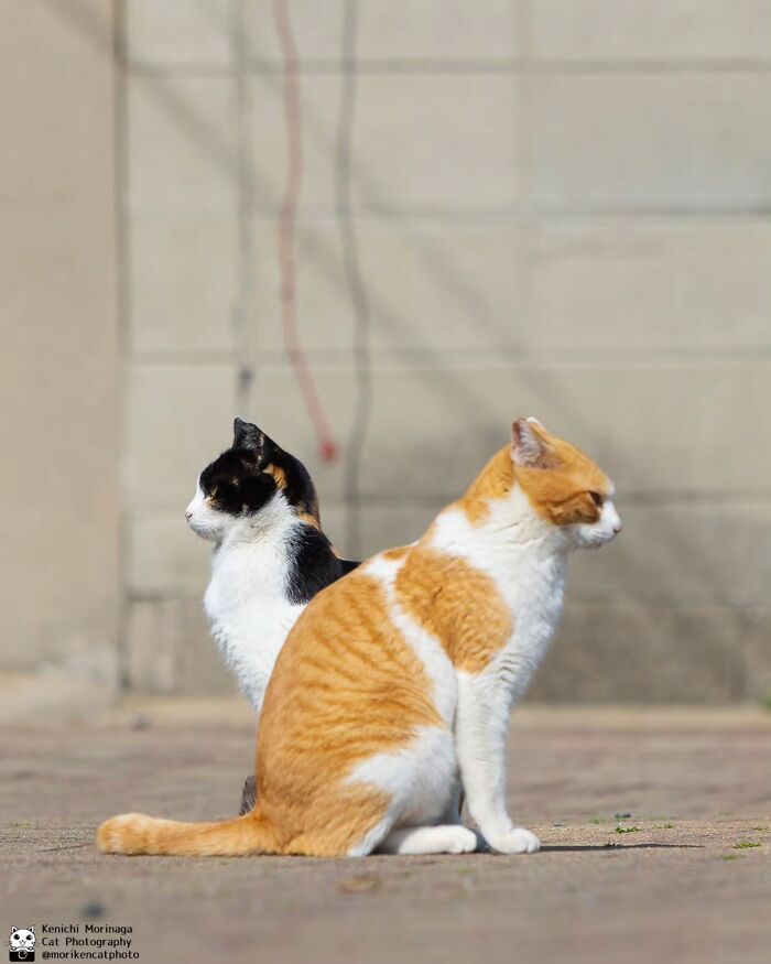This Photographer Captured Exactly Why Cats Are So Endlessly Entertaining (49 New Pics)