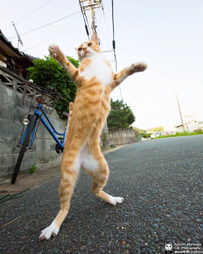 This Photographer Captured Exactly Why Cats Are So Endlessly Entertaining (49 New Pics)