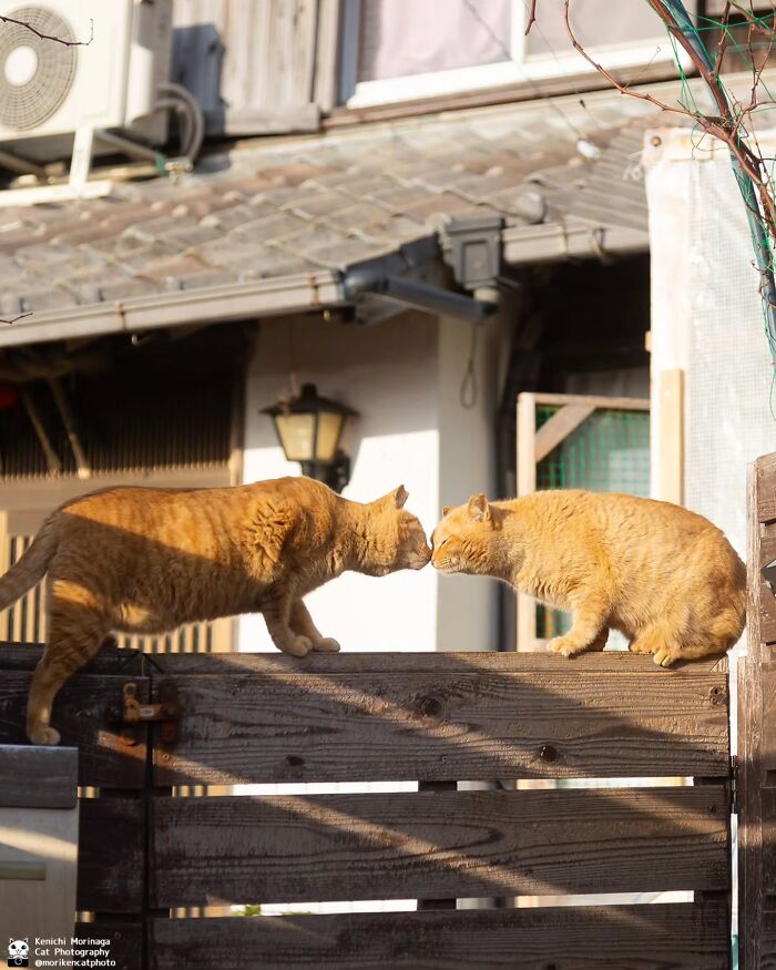 This Photographer Captured Exactly Why Cats Are So Endlessly Entertaining (49 New Pics)