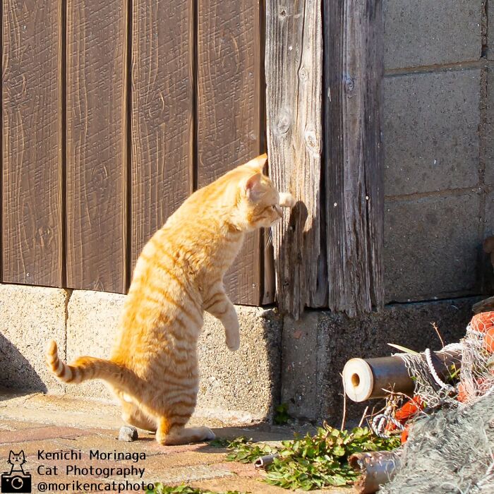 This Photographer Captured Exactly Why Cats Are So Endlessly Entertaining (49 New Pics)