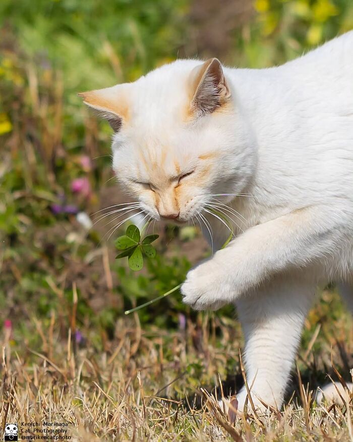 This Photographer Captured Exactly Why Cats Are So Endlessly Entertaining (49 New Pics)