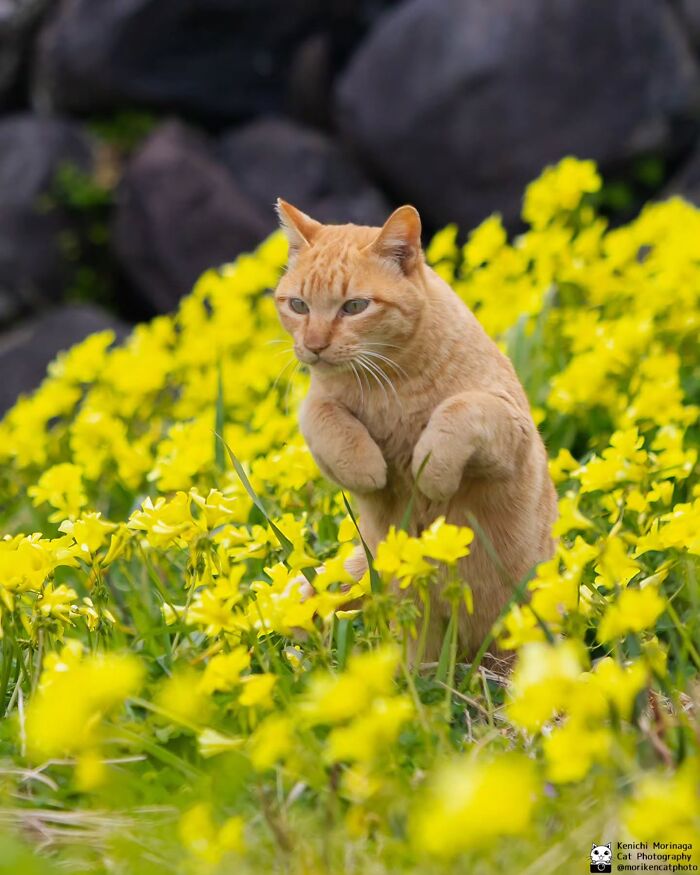 This Photographer Captured Exactly Why Cats Are So Endlessly Entertaining (49 New Pics)