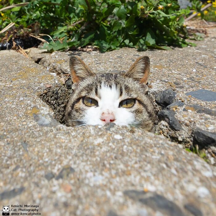 This Photographer Captured Exactly Why Cats Are So Endlessly Entertaining (49 New Pics)