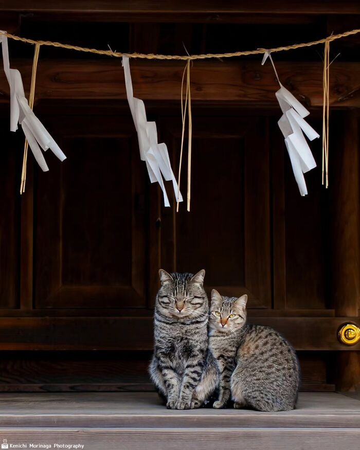 This Photographer Captured Exactly Why Cats Are So Endlessly Entertaining (49 New Pics)