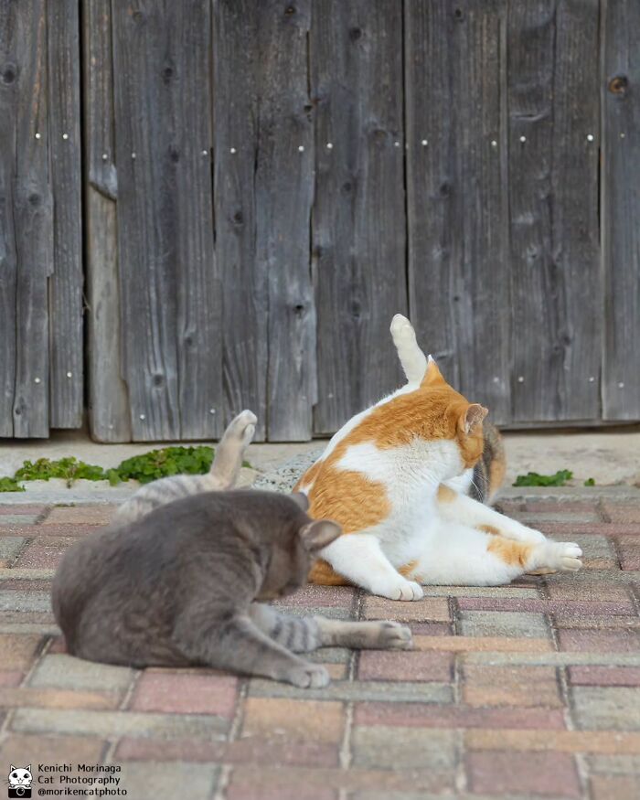 This Photographer Captured Exactly Why Cats Are So Endlessly Entertaining (49 New Pics)