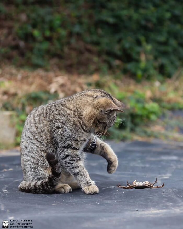 This Photographer Captured Exactly Why Cats Are So Endlessly Entertaining (49 New Pics)