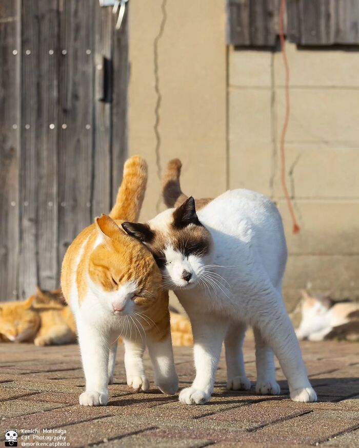 This Photographer Captured Exactly Why Cats Are So Endlessly Entertaining (49 New Pics)