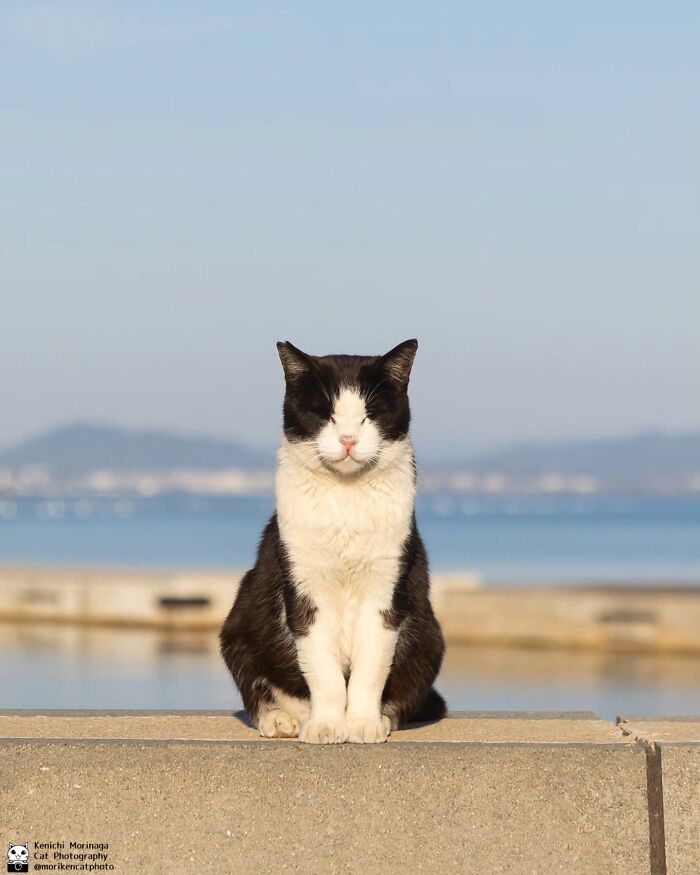 This Photographer Captured Exactly Why Cats Are So Endlessly Entertaining (49 New Pics)
