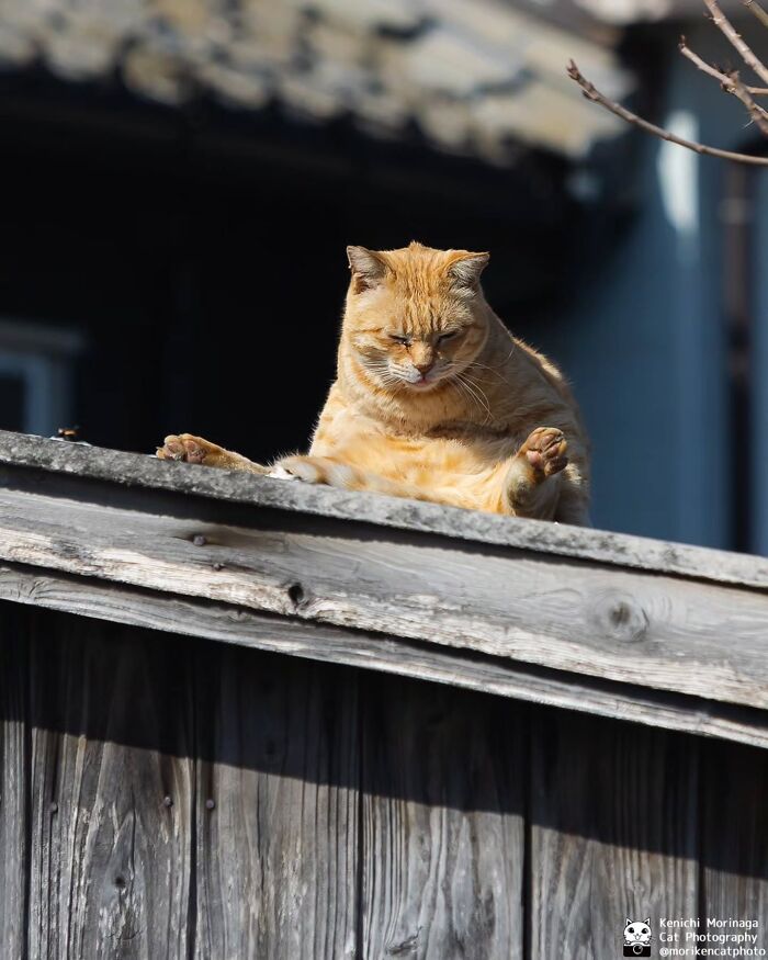 This Photographer Captured Exactly Why Cats Are So Endlessly Entertaining (49 New Pics)