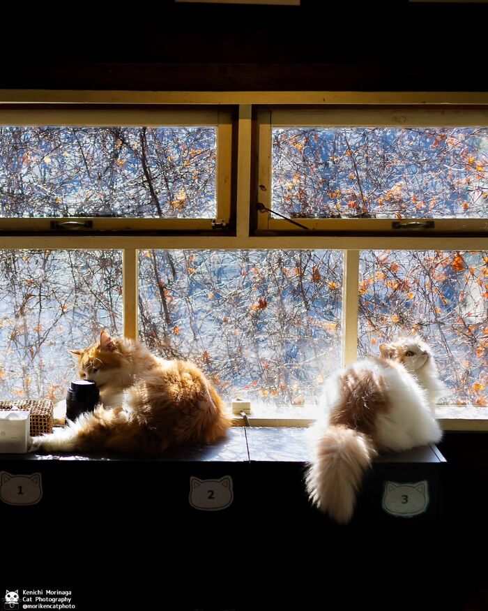 This Photographer Captured Exactly Why Cats Are So Endlessly Entertaining (49 New Pics)