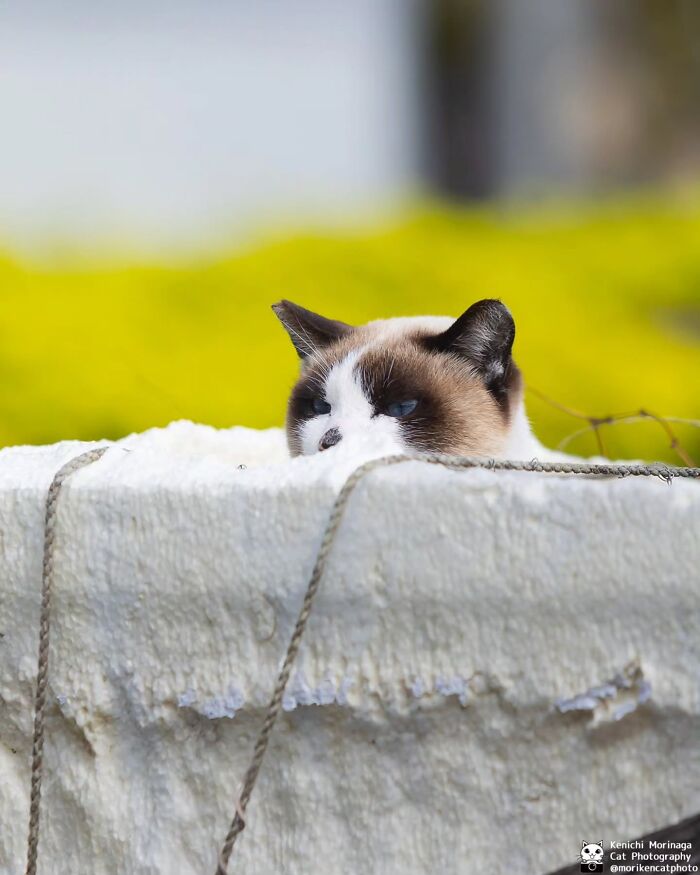 This Photographer Captured Exactly Why Cats Are So Endlessly Entertaining (49 New Pics)