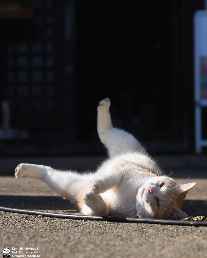 This Photographer Captured Exactly Why Cats Are So Endlessly Entertaining (49 New Pics)