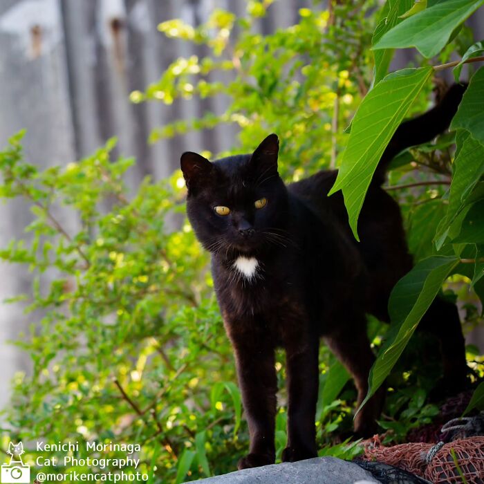 This Photographer Captured Exactly Why Cats Are So Endlessly Entertaining (49 New Pics)