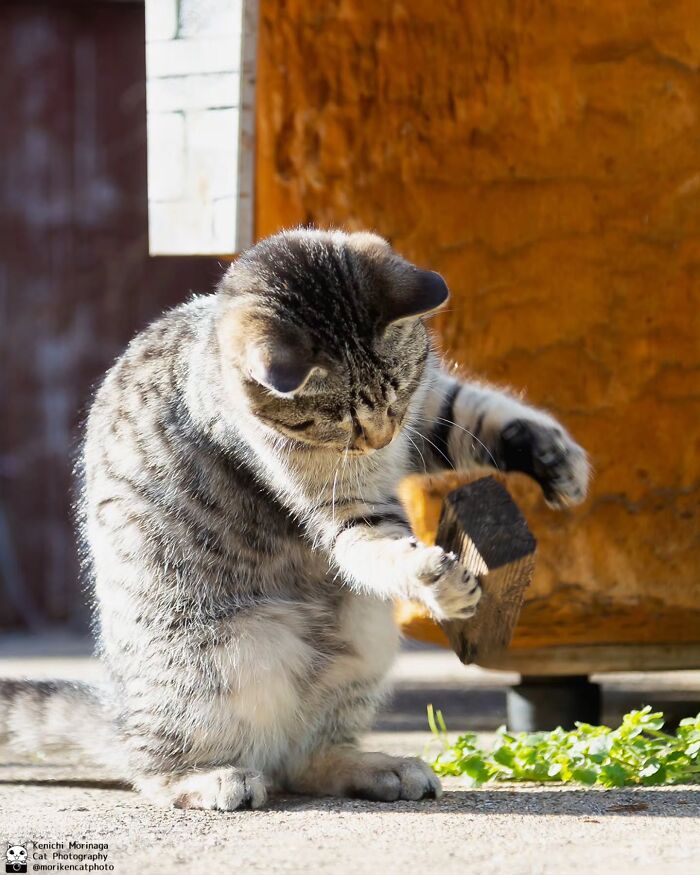 This Photographer Captured Exactly Why Cats Are So Endlessly Entertaining (49 New Pics)
