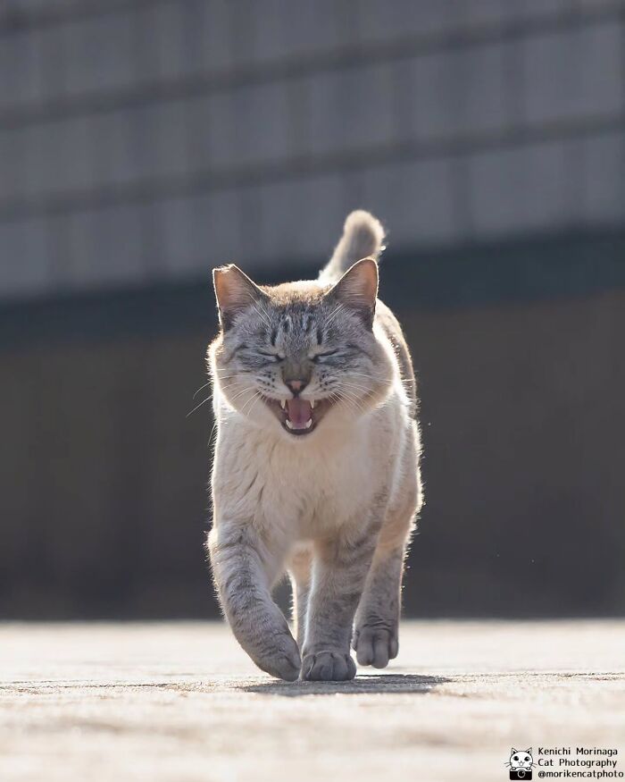 This Photographer Captured Exactly Why Cats Are So Endlessly Entertaining (49 New Pics)