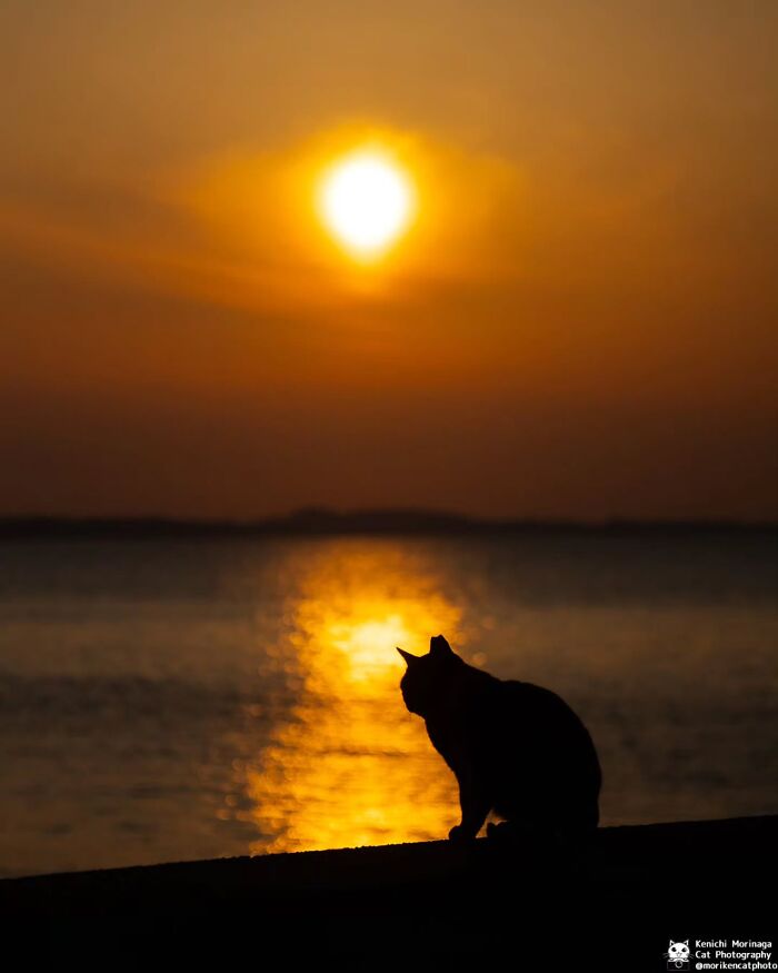 This Photographer Captured Exactly Why Cats Are So Endlessly Entertaining (49 New Pics)