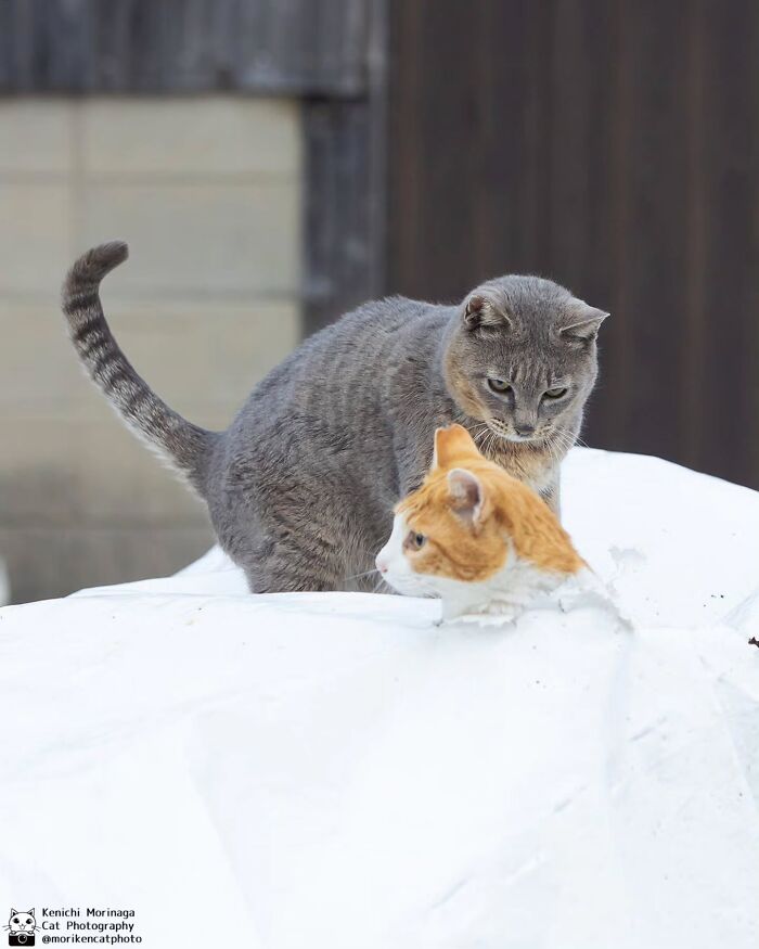 This Photographer Captured Exactly Why Cats Are So Endlessly Entertaining (49 New Pics)