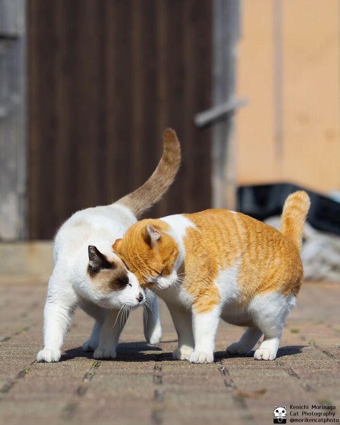 This Photographer Captured Exactly Why Cats Are So Endlessly Entertaining (49 New Pics)
