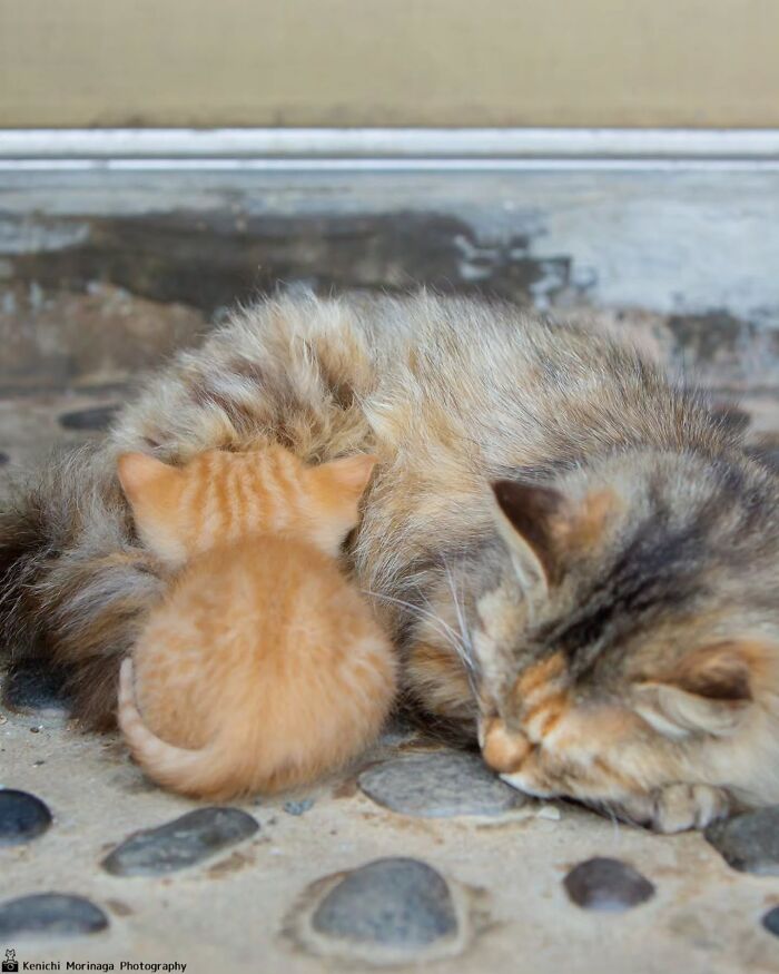 This Photographer Captured Exactly Why Cats Are So Endlessly Entertaining (49 New Pics)