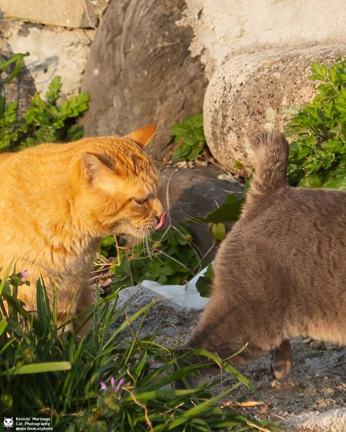 This Photographer Captured Exactly Why Cats Are So Endlessly Entertaining (49 New Pics)