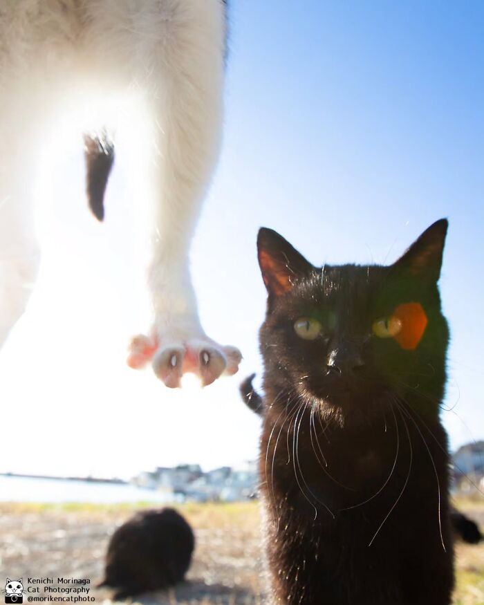 This Photographer Captured Exactly Why Cats Are So Endlessly Entertaining (49 New Pics)