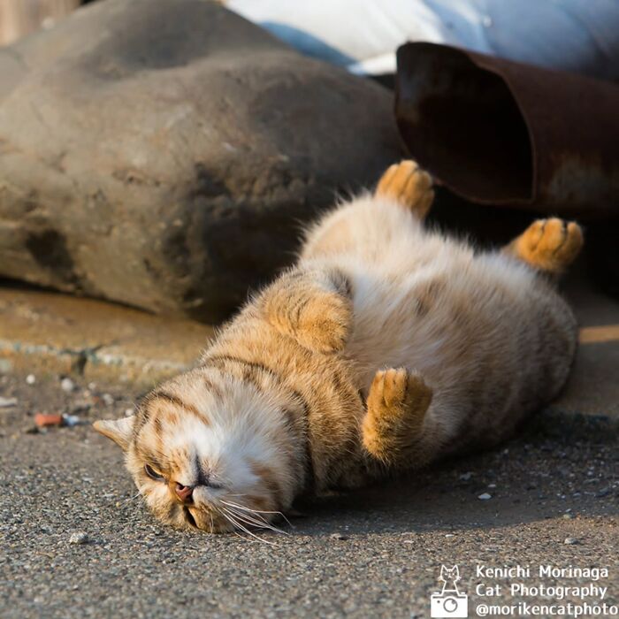This Photographer Captured Exactly Why Cats Are So Endlessly Entertaining (49 New Pics)