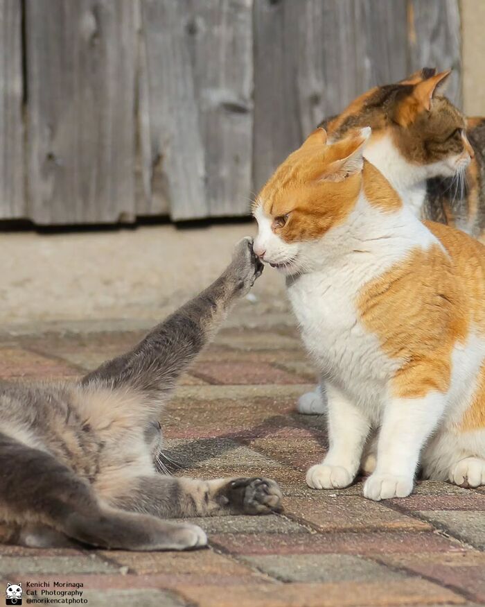 This Photographer Captured Exactly Why Cats Are So Endlessly Entertaining (49 New Pics)