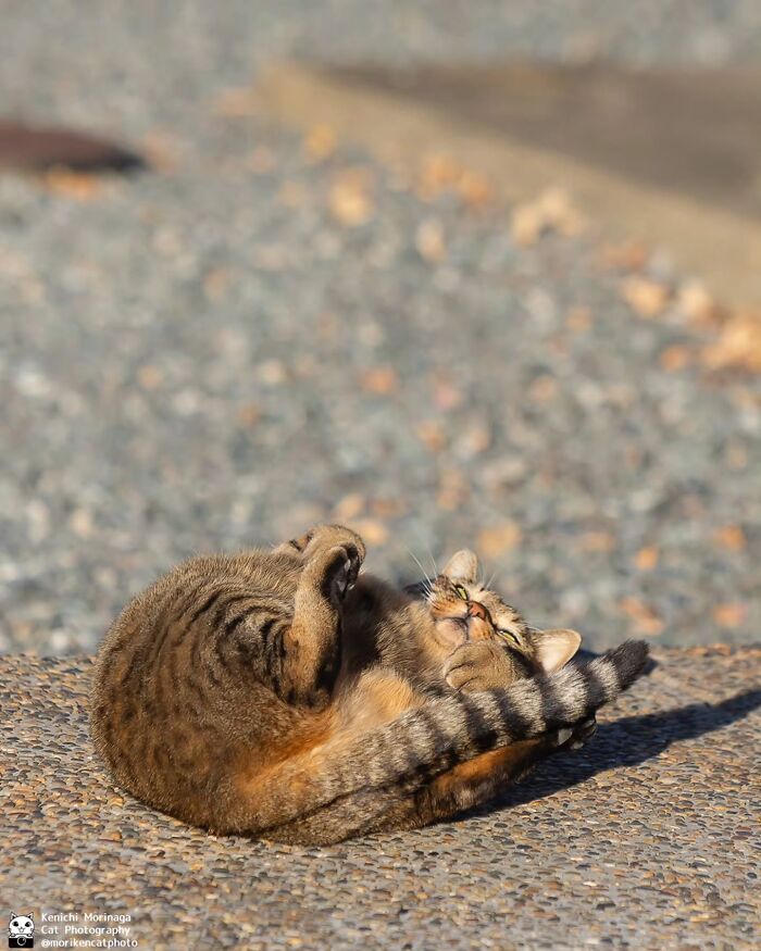 This Photographer Captured Exactly Why Cats Are So Endlessly Entertaining (49 New Pics)
