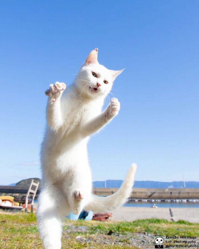 This Photographer Captured Exactly Why Cats Are So Endlessly Entertaining (49 New Pics)