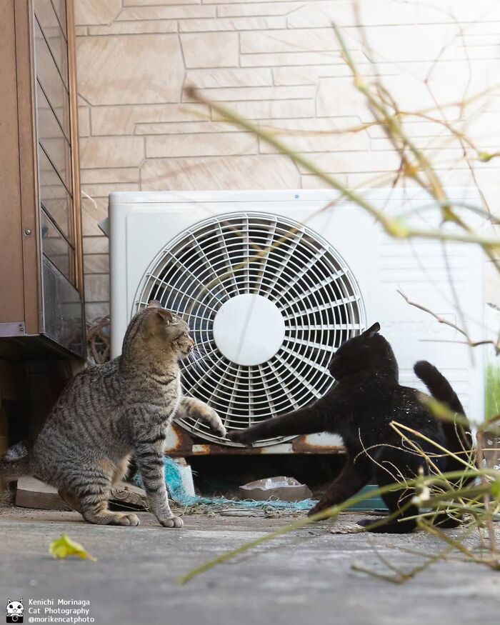 This Photographer Captured Exactly Why Cats Are So Endlessly Entertaining (49 New Pics)