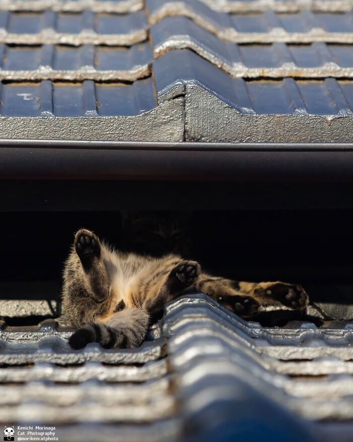 This Photographer Captured Exactly Why Cats Are So Endlessly Entertaining (49 New Pics)