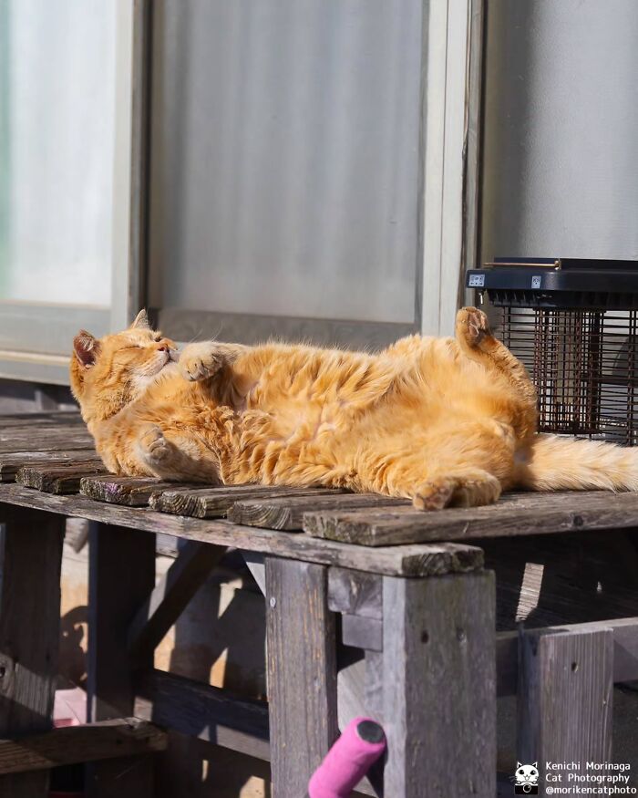 This Photographer Captured Exactly Why Cats Are So Endlessly Entertaining (49 New Pics)