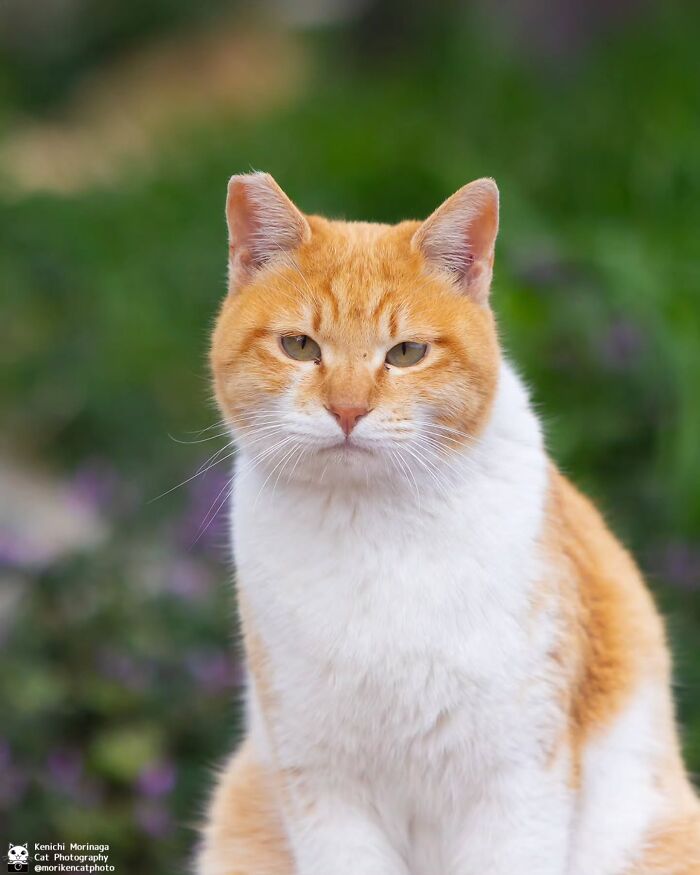 This Photographer Captured Exactly Why Cats Are So Endlessly Entertaining (49 New Pics)