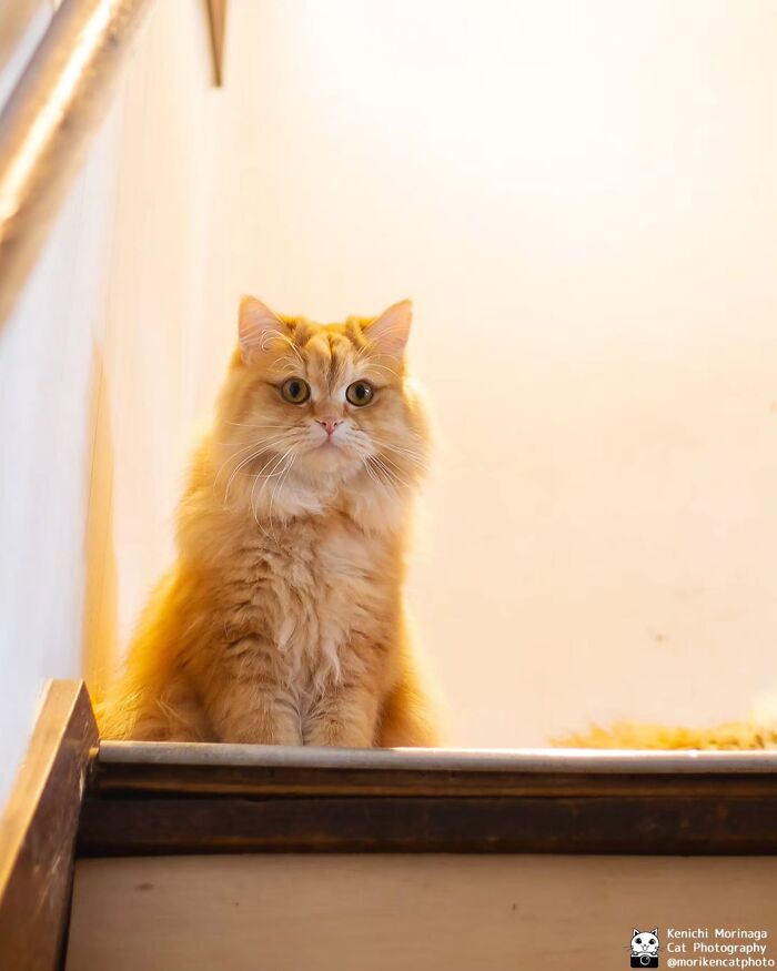 This Photographer Captured Exactly Why Cats Are So Endlessly Entertaining (49 New Pics)