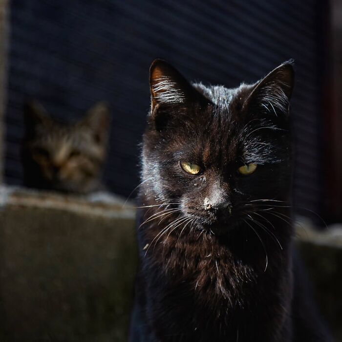 This Photographer Captured Exactly Why Cats Are So Endlessly Entertaining (49 New Pics)