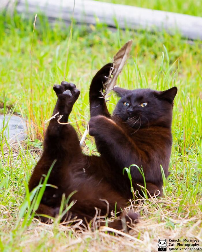 This Photographer Captured Exactly Why Cats Are So Endlessly Entertaining (49 New Pics)