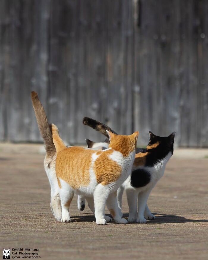 This Photographer Captured Exactly Why Cats Are So Endlessly Entertaining (49 New Pics)