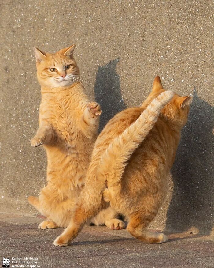 This Photographer Captured Exactly Why Cats Are So Endlessly Entertaining (49 New Pics)