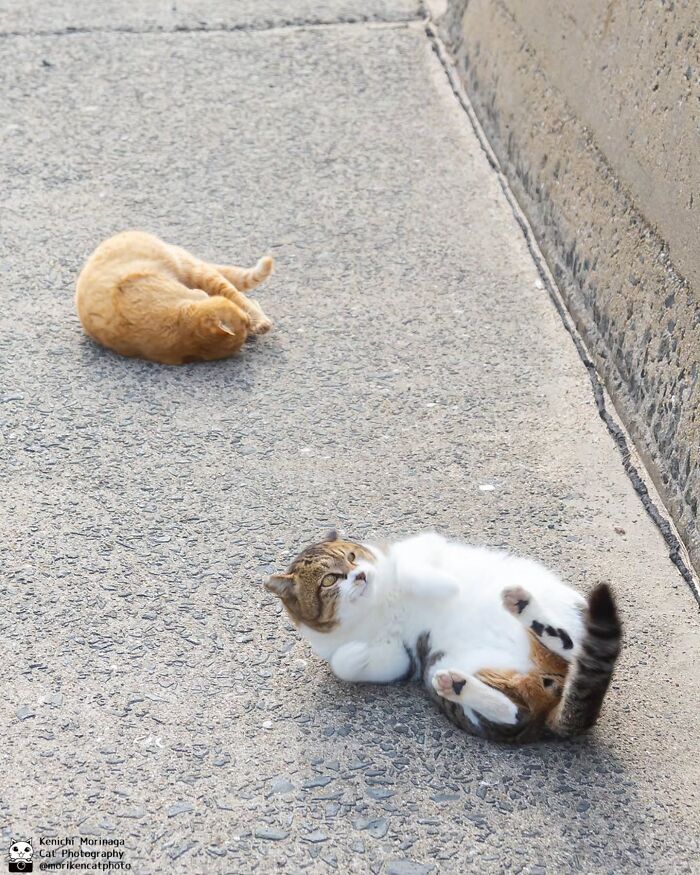 This Photographer Captured Exactly Why Cats Are So Endlessly Entertaining (49 New Pics)