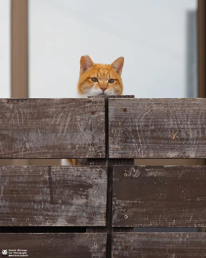 This Photographer Captured Exactly Why Cats Are So Endlessly Entertaining (49 New Pics)