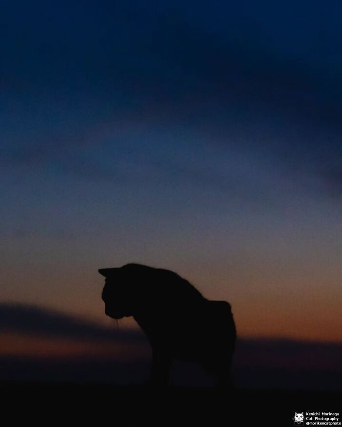 This Photographer Captured Exactly Why Cats Are So Endlessly Entertaining (49 New Pics)
