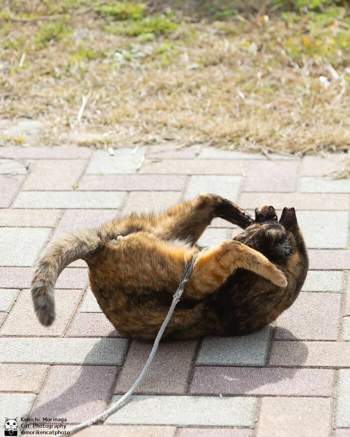 This Photographer Captured Exactly Why Cats Are So Endlessly Entertaining (49 New Pics)