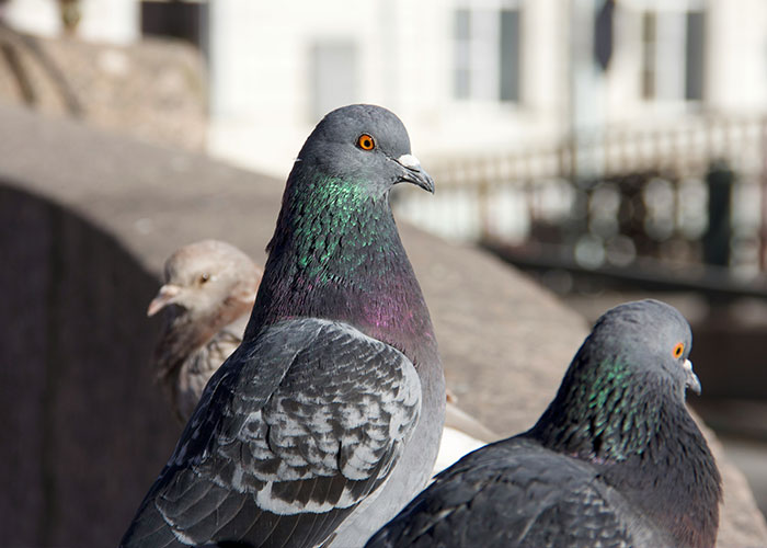 Birds Are Sexist According To Bizarre New Study &mdash; And The Gender They Prefer Has Stumped Scientists