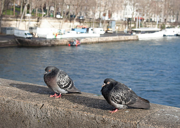 Birds Are Sexist According To Bizarre New Study &mdash; And The Gender They Prefer Has Stumped Scientists