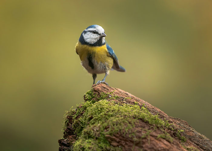 Birds Are Sexist According To Bizarre New Study &mdash; And The Gender They Prefer Has Stumped Scientists