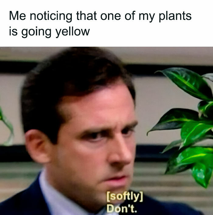 If You&rsquo;re Fluent In Meme Language And Are A Crazy Plant Parent, You May Like These 59 Posts (New Pics)