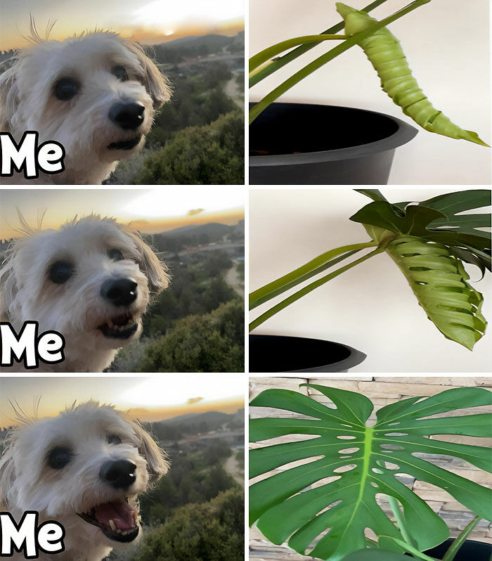 If You&rsquo;re Fluent In Meme Language And Are A Crazy Plant Parent, You May Like These 59 Posts (New Pics)