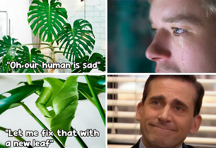 If You&rsquo;re Fluent In Meme Language And Are A Crazy Plant Parent, You May Like These 59 Posts (New Pics)