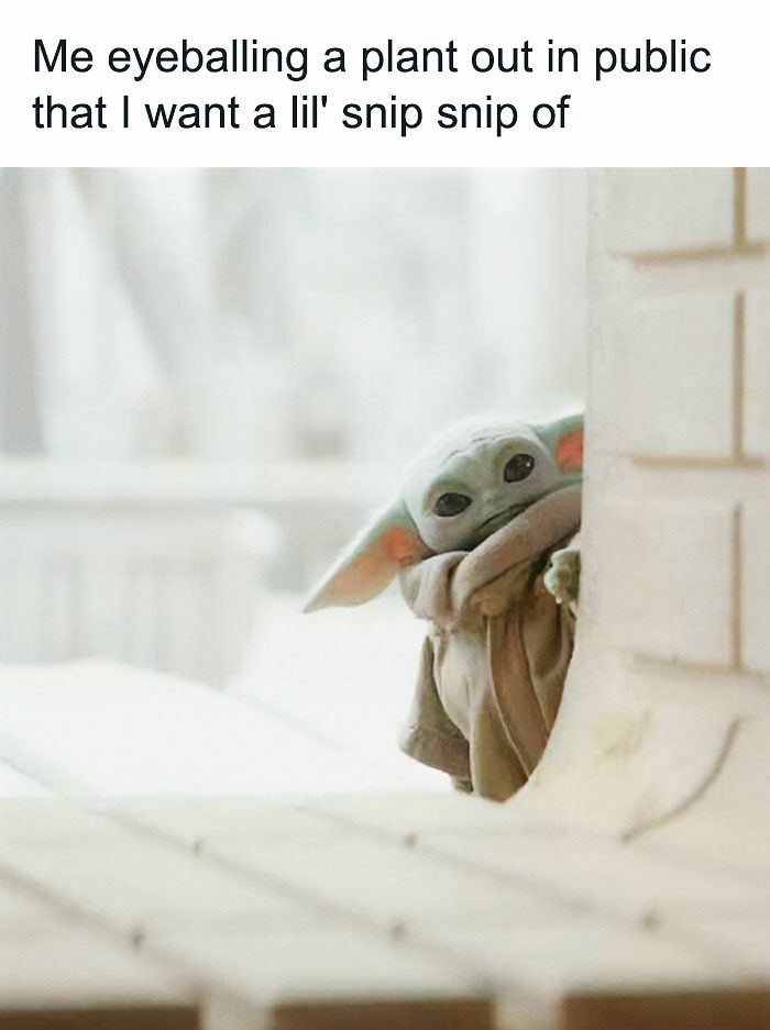 If You&rsquo;re Fluent In Meme Language And Are A Crazy Plant Parent, You May Like These 59 Posts (New Pics)